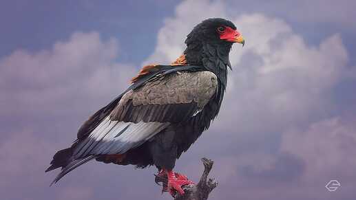 garuda-bateleur-sg