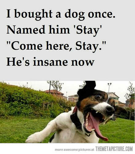 funny-crazy-dog-face-jump