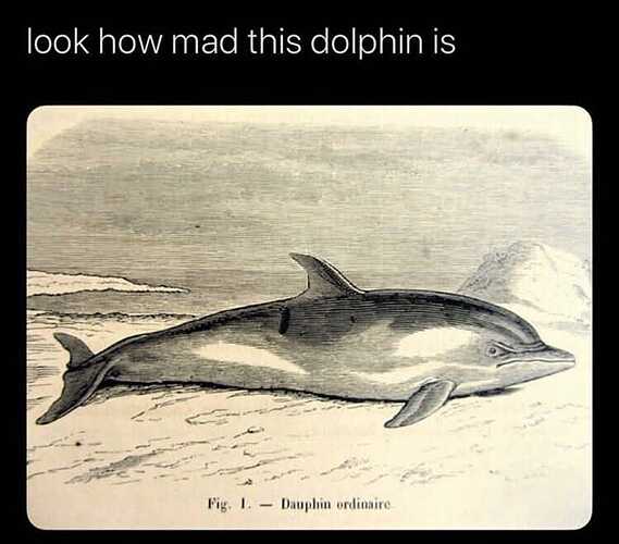 dolphin-look-mad-this-dolphin-is-fig-1-dauphin-ordinaire