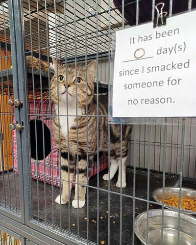 cat-shaming22