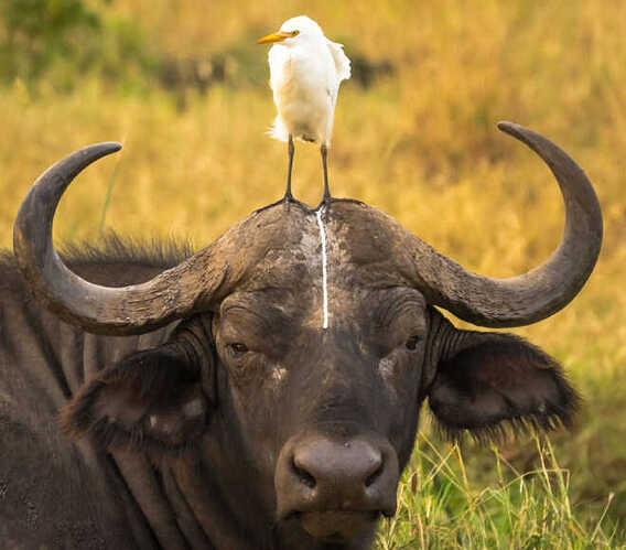 funny-animals17