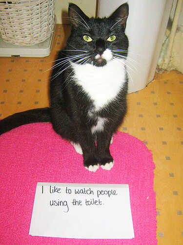 cat-shaming18