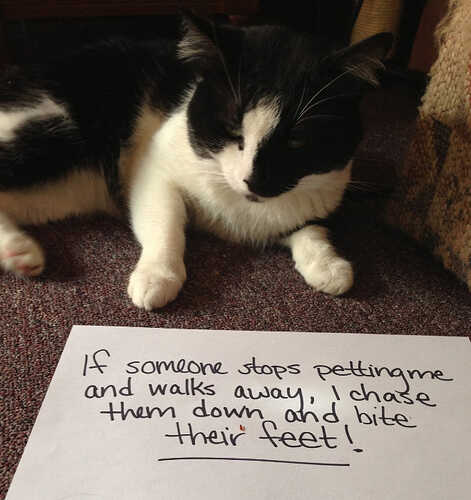cat-shaming13