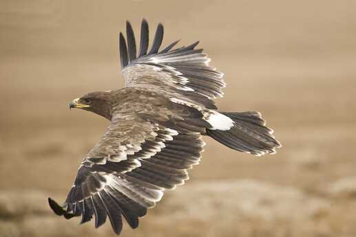 the-steppe-eagle-1246193