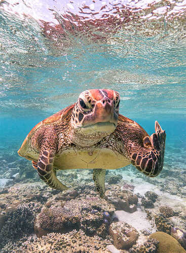 funny-animals7