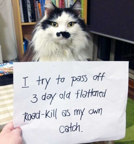 cat-shaming10