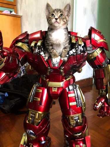 Funny Animal Pictures