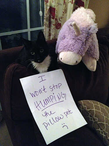 cat-shaming17