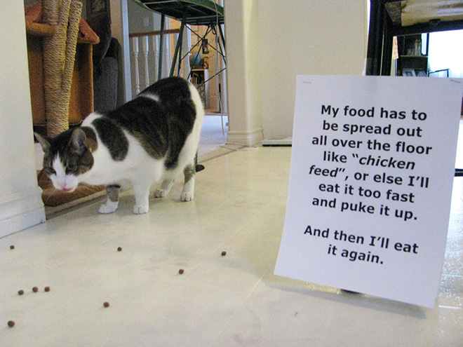 cat-shaming20