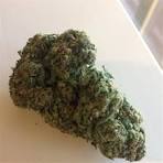 bigbud