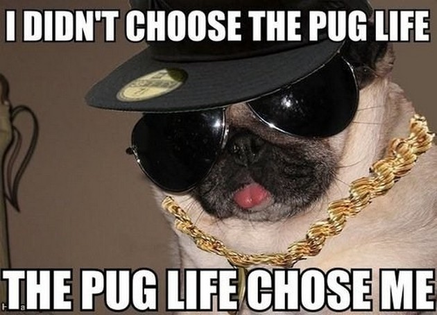 dog-meme-pug-life