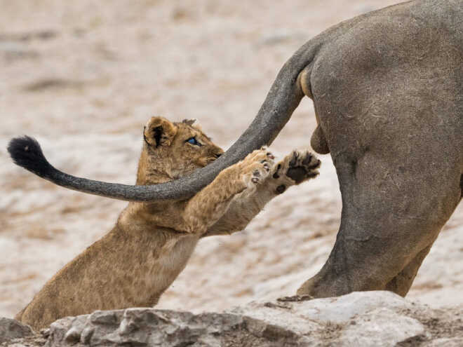 funny-animals11