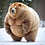 Aureus_Bearealis